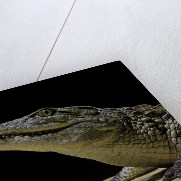 Crocodylus niloticus (Nile crocodile) by Anonymous