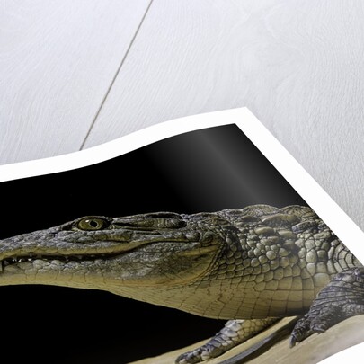 Crocodylus niloticus (Nile crocodile) by Anonymous