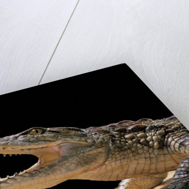 Crocodylus niloticus (Nile crocodile) by Anonymous
