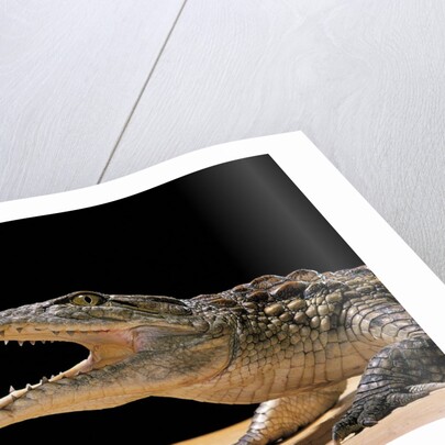 Crocodylus niloticus (Nile crocodile) by Anonymous