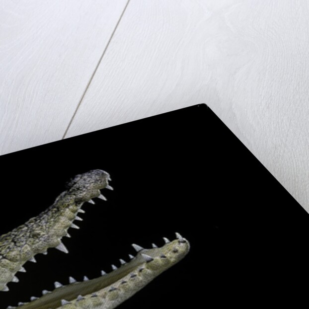 Crocodylus moreletii (Morelet's crocodile) by Anonymous