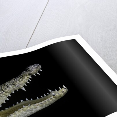 Crocodylus moreletii (Morelet's crocodile) by Anonymous