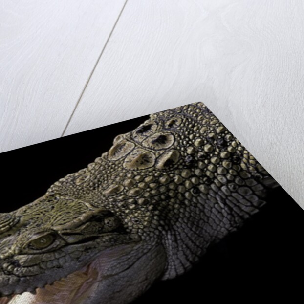 Crocodylus porosus (saltwater crocodile) by Anonymous