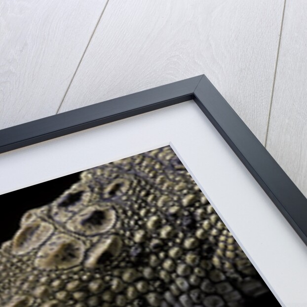 Crocodylus porosus (saltwater crocodile) by Anonymous