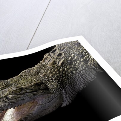 Crocodylus porosus (saltwater crocodile) by Anonymous