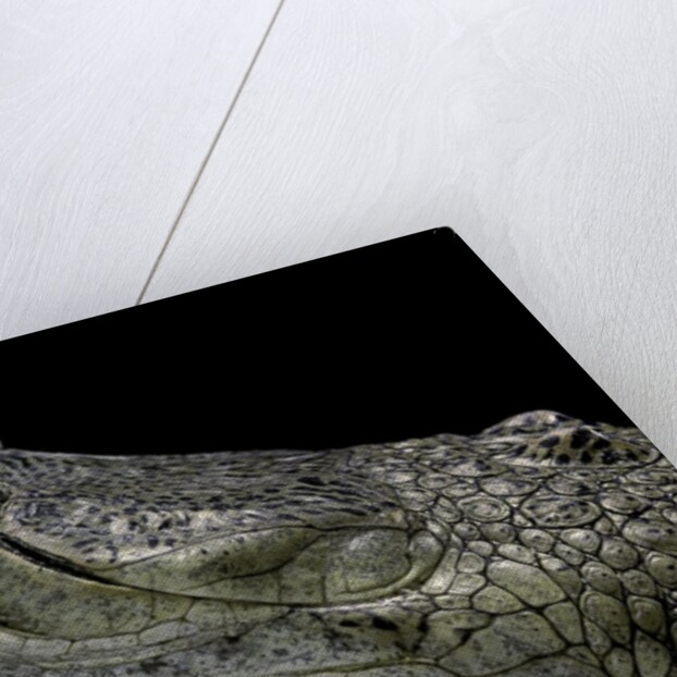 Gavialis gangeticus (gharial) by Anonymous
