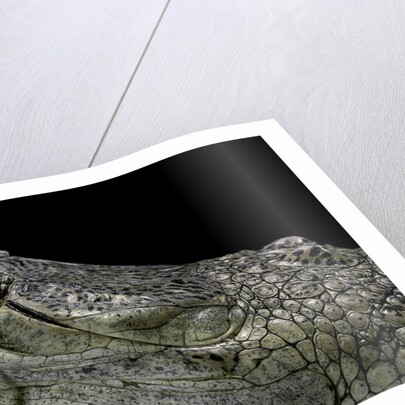 Gavialis gangeticus (gharial) by Anonymous