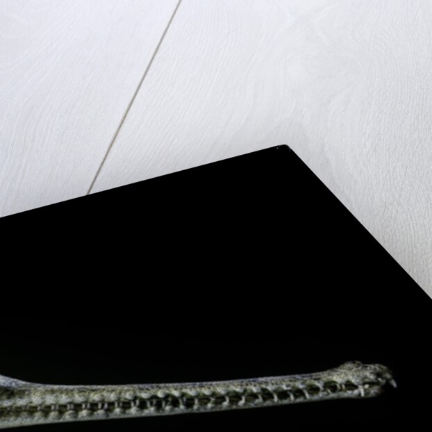 Gavialis gangeticus (gharial) by Anonymous