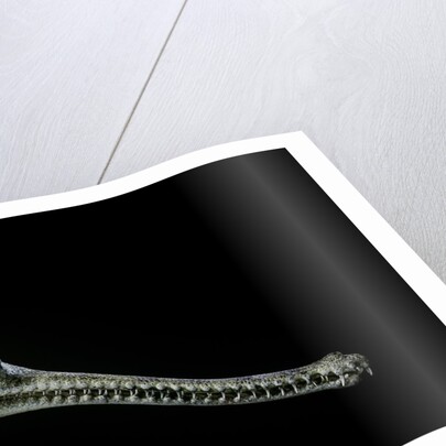 Gavialis gangeticus (gharial) by Anonymous