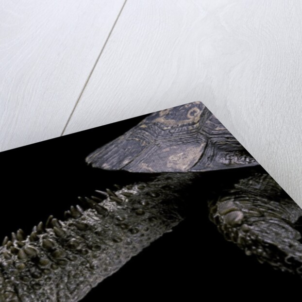 Acanthochelys spixii (black spine-necked swamp turtle) by Anonymous