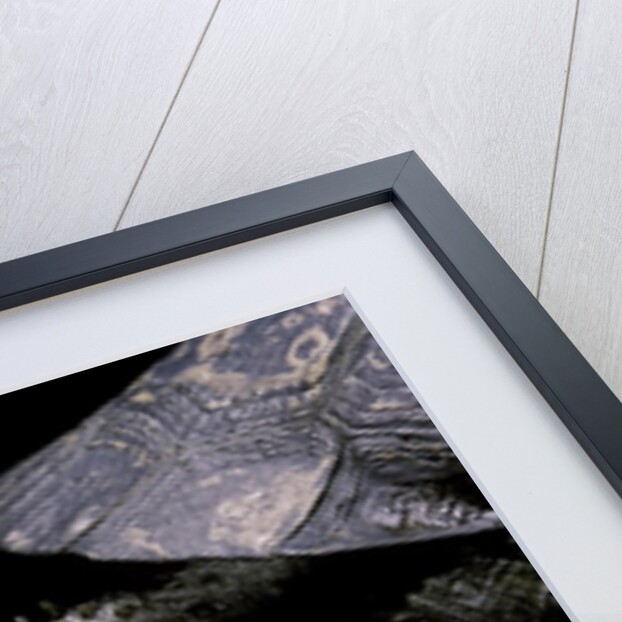 Acanthochelys spixii (black spine-necked swamp turtle) by Anonymous