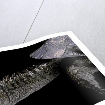 Acanthochelys spixii (black spine-necked swamp turtle) by Anonymous