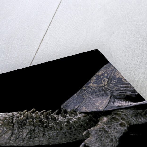 Acanthochelys spixii (black spine-necked swamp turtle) by Anonymous