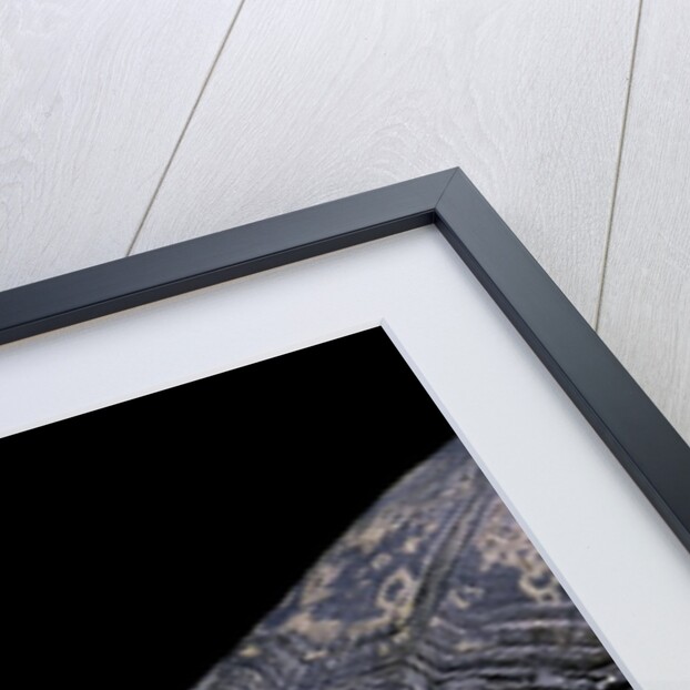 Acanthochelys spixii (black spine-necked swamp turtle) by Anonymous