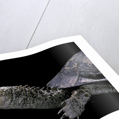 Acanthochelys spixii (black spine-necked swamp turtle) by Anonymous