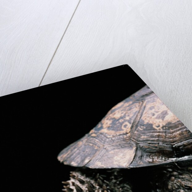 Acanthochelys spixii (black spine-necked swamp turtle) by Anonymous