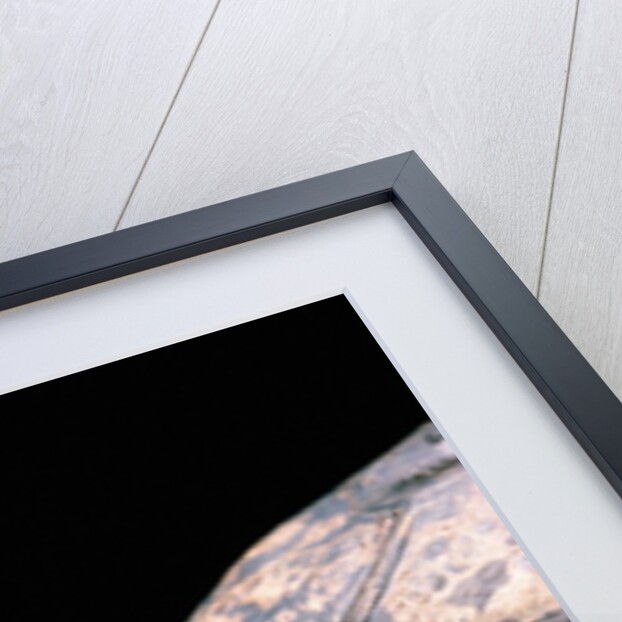 Acanthochelys spixii (black spine-necked swamp turtle) by Anonymous