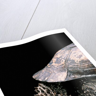 Acanthochelys spixii (black spine-necked swamp turtle) by Anonymous