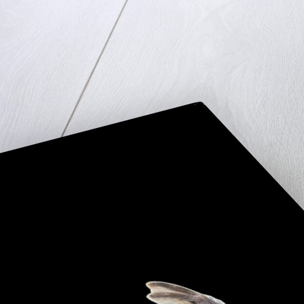 Carettochelys insculpta (pig-nosed turtle) by Anonymous