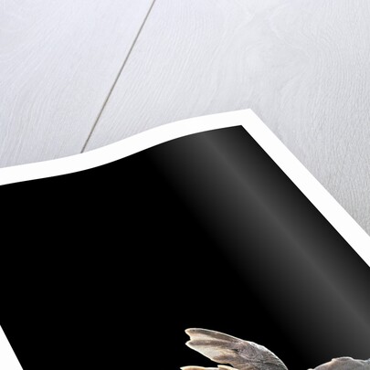 Carettochelys insculpta (pig-nosed turtle) by Anonymous