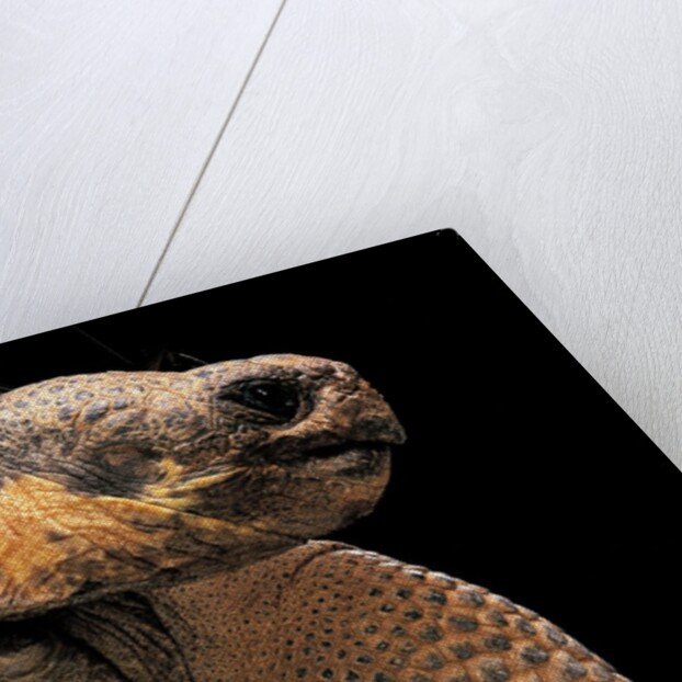 Chelonoidis nigra (Charles Island giant tortoise) by Anonymous