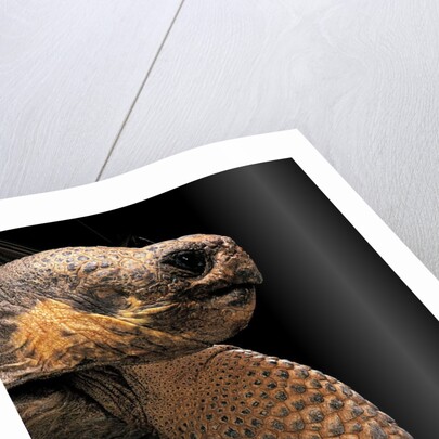 Chelonoidis nigra (Charles Island giant tortoise) by Anonymous