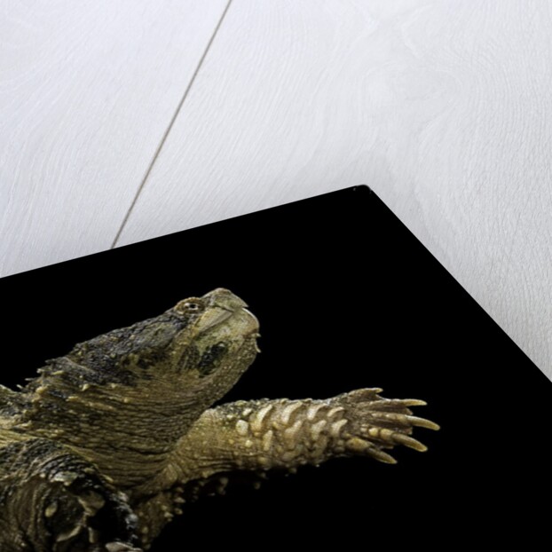 Chelydra serpentina (common snapping turtle) by Anonymous