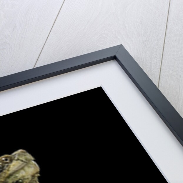 Chelydra serpentina (common snapping turtle) by Anonymous