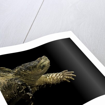 Chelydra serpentina (common snapping turtle) by Anonymous