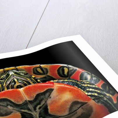Chrysemys picta bellii (painted turtle) by Anonymous