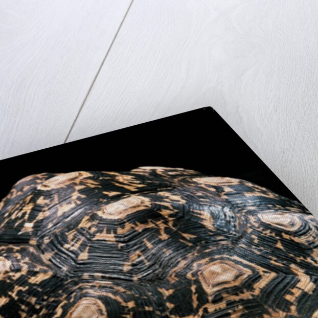 Geochelone pardalis (leopard tortoise) by Anonymous