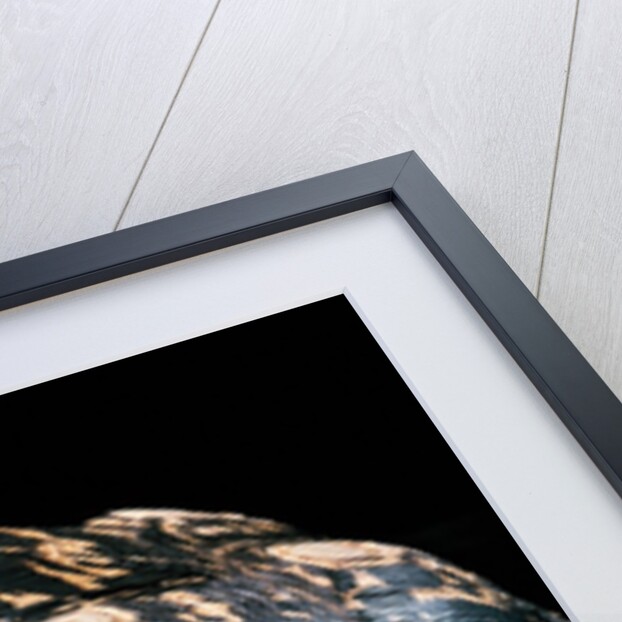 Geochelone pardalis (leopard tortoise) by Anonymous