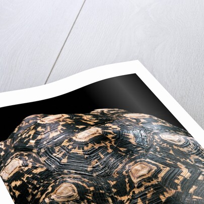 Geochelone pardalis (leopard tortoise) by Anonymous