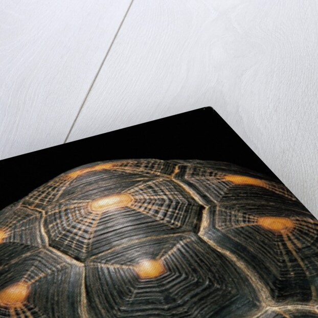 Geochelone radiata (radiated tortoise) by Anonymous