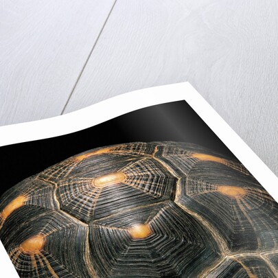 Geochelone radiata (radiated tortoise) by Anonymous