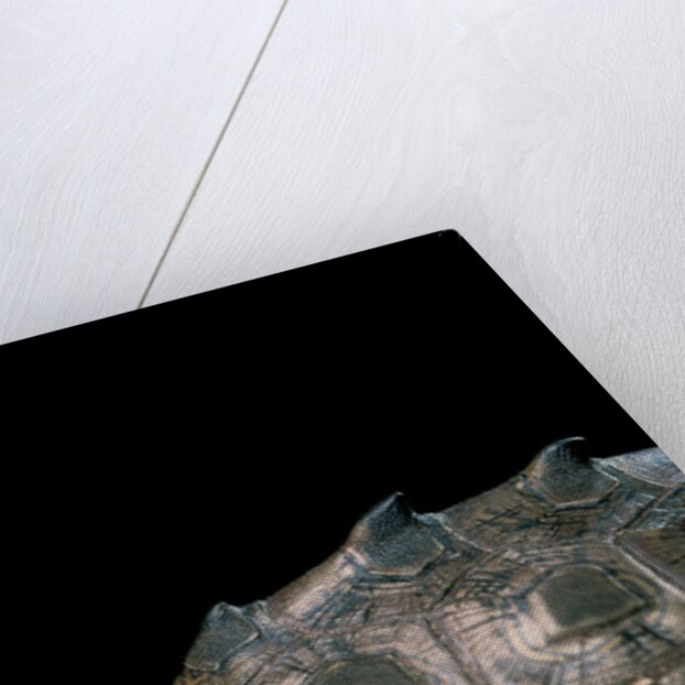 Graptemys nigrinoda (black-knobbed map turtle) by Anonymous