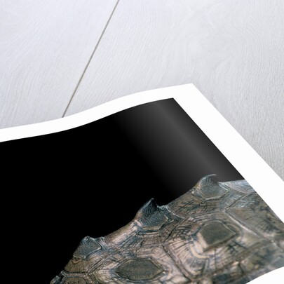 Graptemys nigrinoda (black-knobbed map turtle) by Anonymous