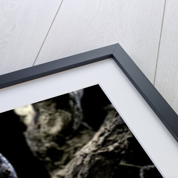 Heosemys spinosa (spiny turtle) by Anonymous