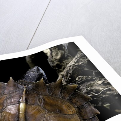 Heosemys spinosa (spiny turtle) by Anonymous