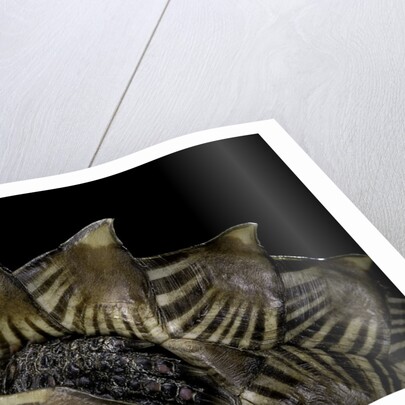 Heosemys spinosa (spiny turtle) by Anonymous