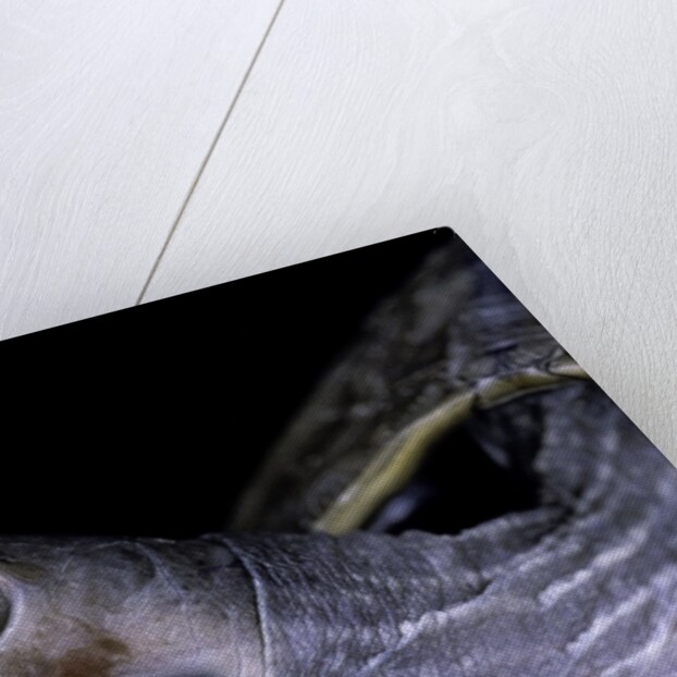 Kachuga smithii (brown roofed turtle) by Anonymous