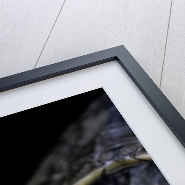 Kachuga smithii (brown roofed turtle) by Anonymous