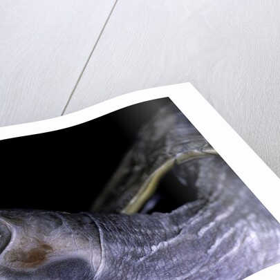 Kachuga smithii (brown roofed turtle) by Anonymous