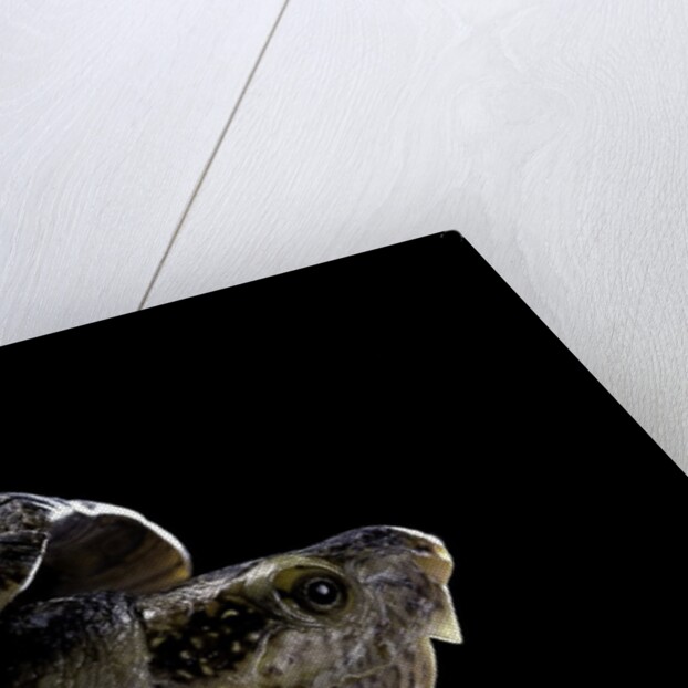 Kinosternon leucostomum (white-lipped mud turtle) by Anonymous