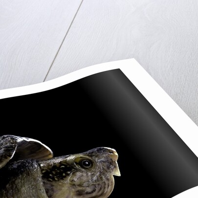 Kinosternon leucostomum (white-lipped mud turtle) by Anonymous