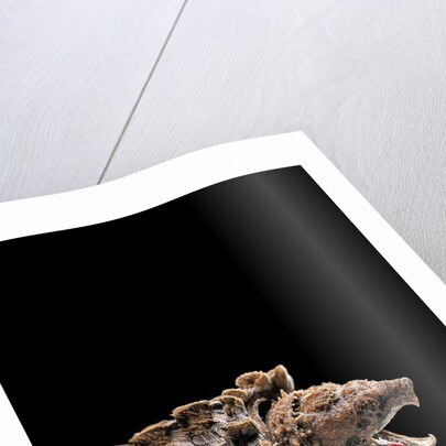 Macroclemys temminckii (alligator snapping turtle) by Anonymous