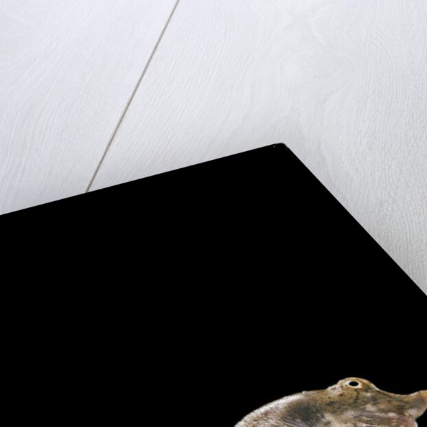 Pelodiscus sinensis (chinese soft-shelled turtle) by Anonymous