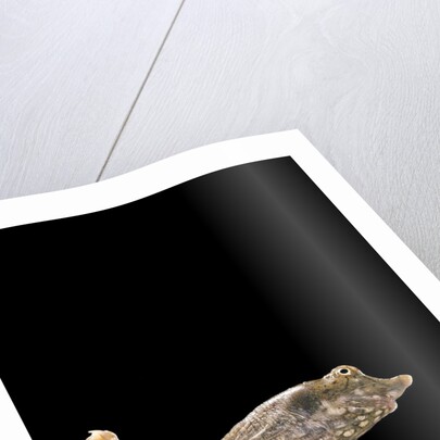 Pelodiscus sinensis (chinese soft-shelled turtle) by Anonymous