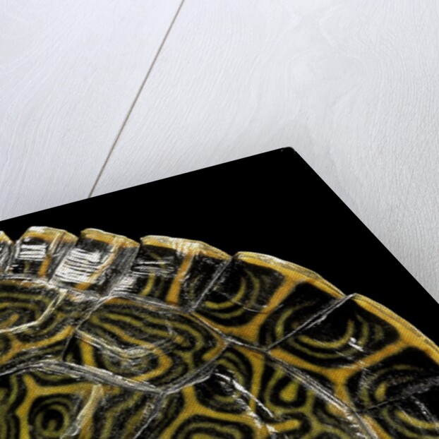 Pseudemys gorzugi (Western river cooter) by Anonymous