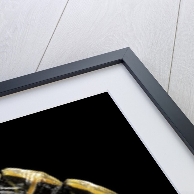 Pseudemys gorzugi (Western river cooter) by Anonymous